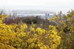 3月20日 布引ハーブ園 47