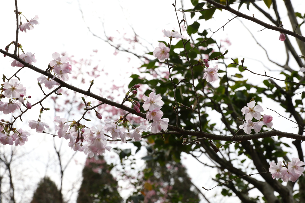 3月28日 京都 ２