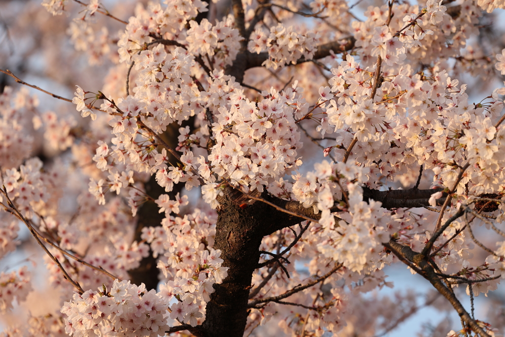 4月2日 夙川河川敷公園 ５