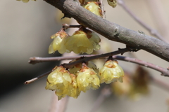 3月3日 明石公園 24