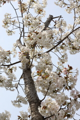 3月26日 王子動物園 13