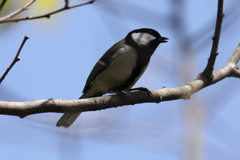 4月11日 明石公園 31