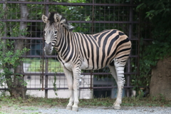 6月16日 王子動物園 35 