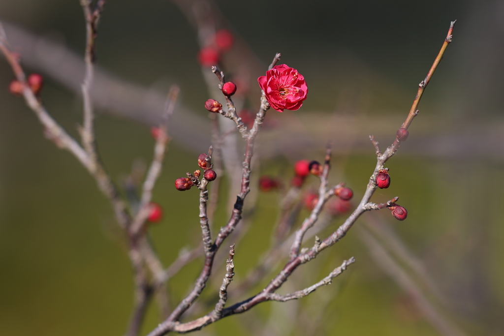 2月5日 明石公園 １