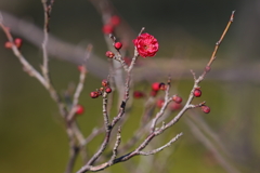 2月5日 明石公園 １
