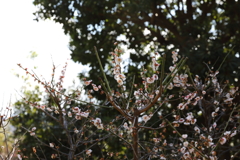 3月5日 岡本公園 ４
