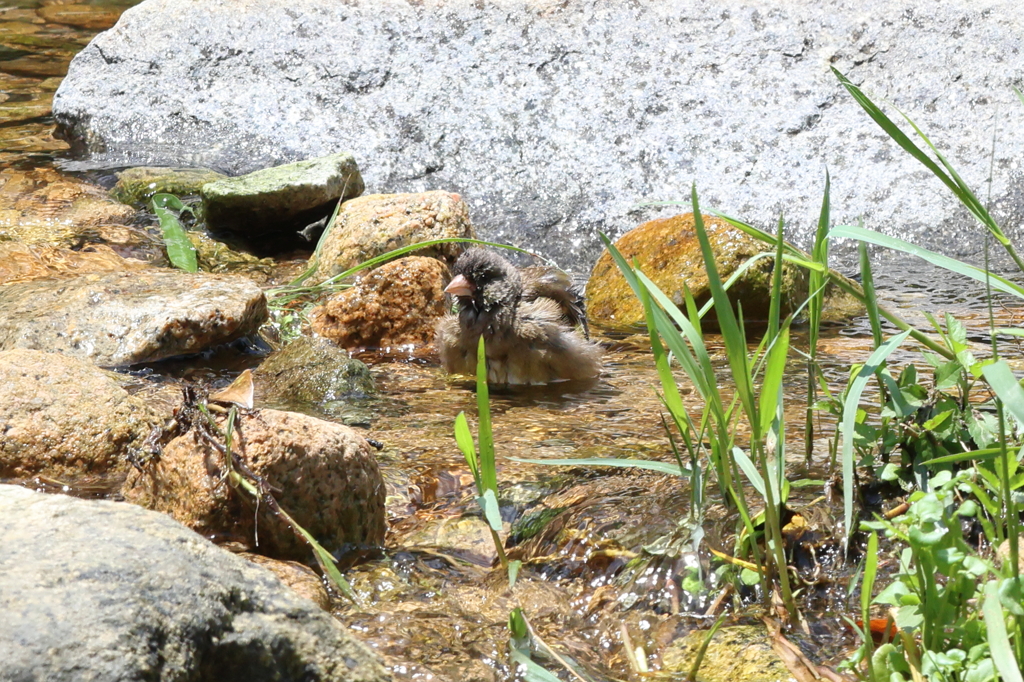 7月2日 夙川河川敷緑地 15