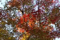 11月28日 相楽園 ６