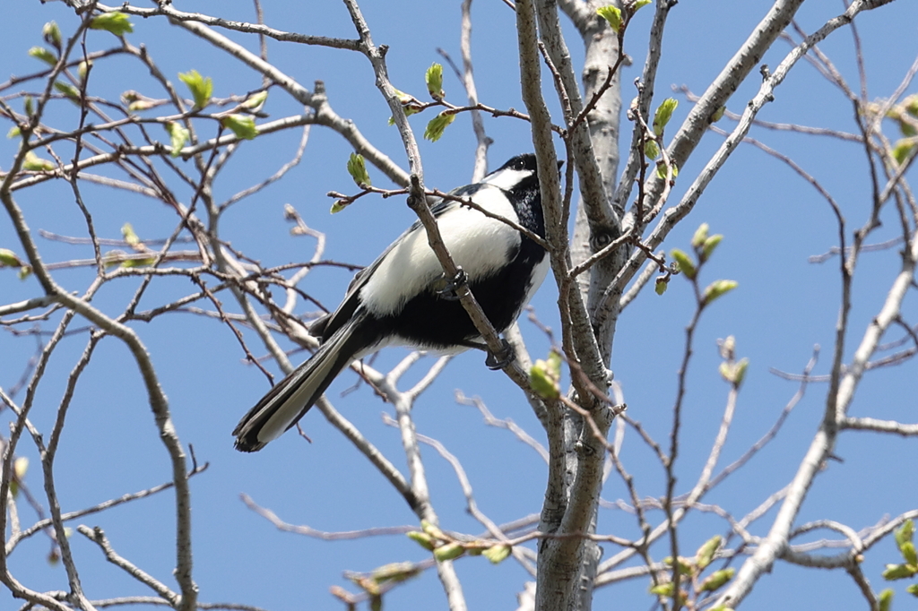 5月6日 明石公園 21