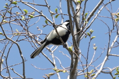 5月6日 明石公園 21
