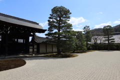3月20日 京都嵐山 11
