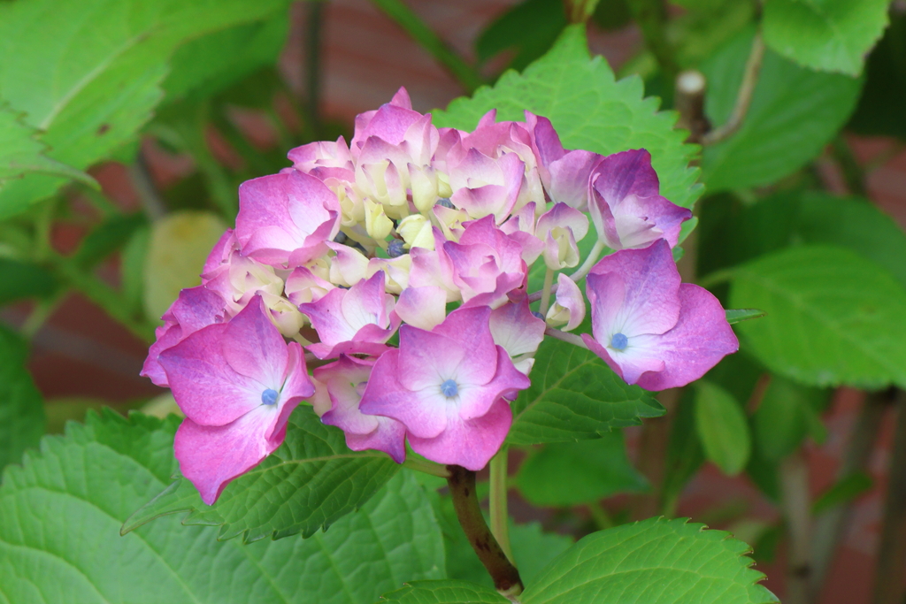 6月2日 明石公園 １