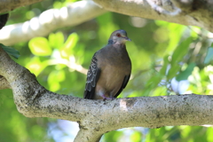 9月11日 明石公園 ４