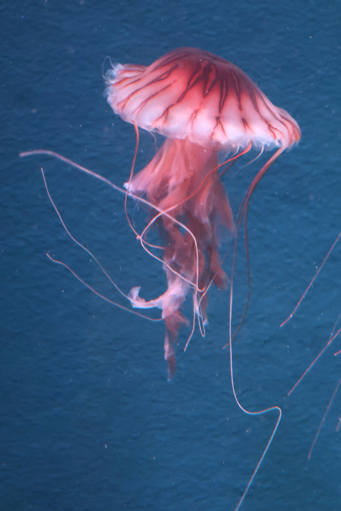 8月11日 京都水族館 ６