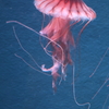 8月11日 京都水族館 ６