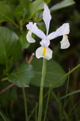 4月10日 散歩 ９