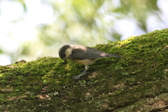 6月16日 明石公園 16
