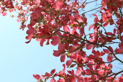 4月23日 散歩 １