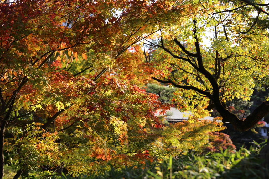 11月16日 相楽園 33