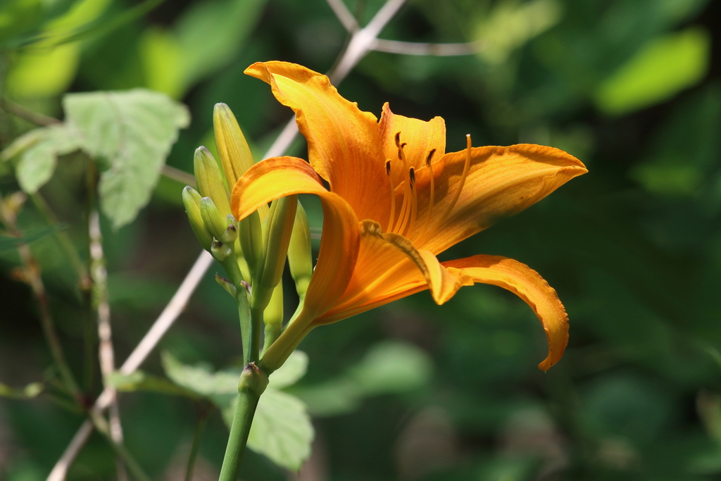 6月19日 明石公園 11