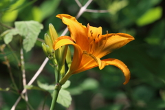 6月19日 明石公園 11