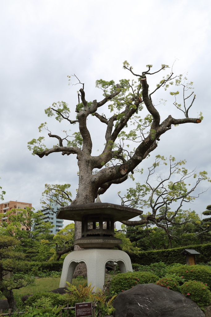 5月18日 相楽園 １