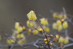 1月30日 明石公園 ４