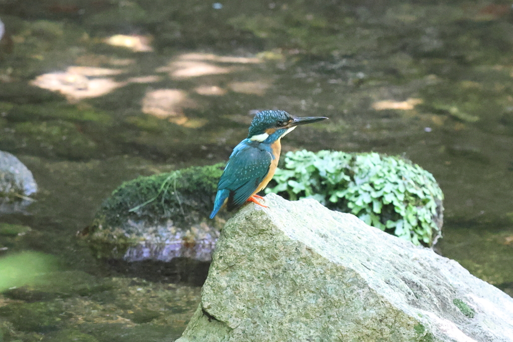 7月16日 夙川河川敷緑地 11