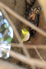 3月5日 岡本公園 10