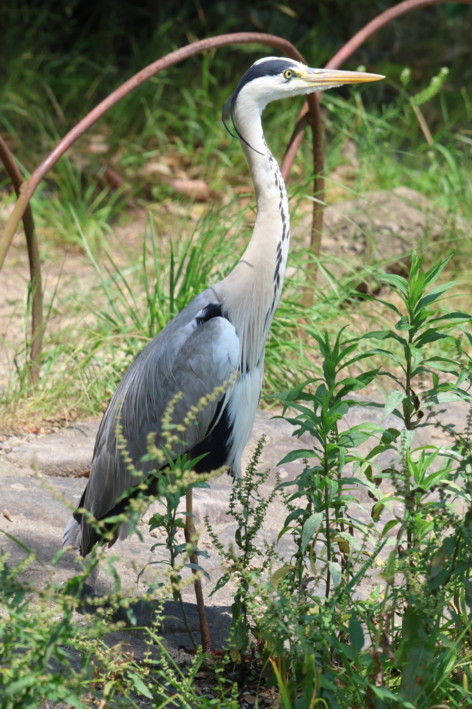 6月16日 明石公園 11