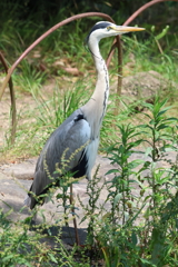 6月16日 明石公園 11