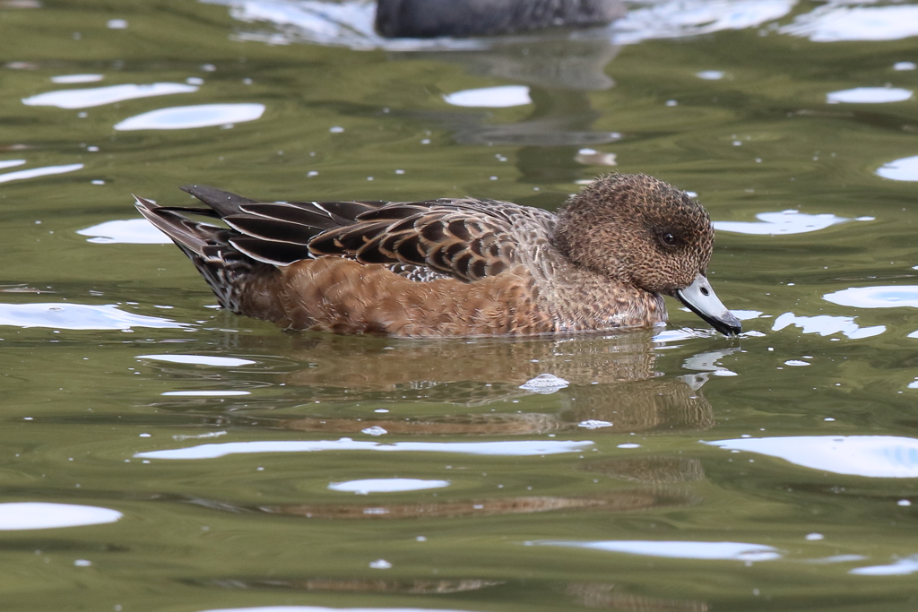 12月5日 明石公園 ２
