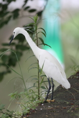 5月16日 夙川河川敷公園 ２
