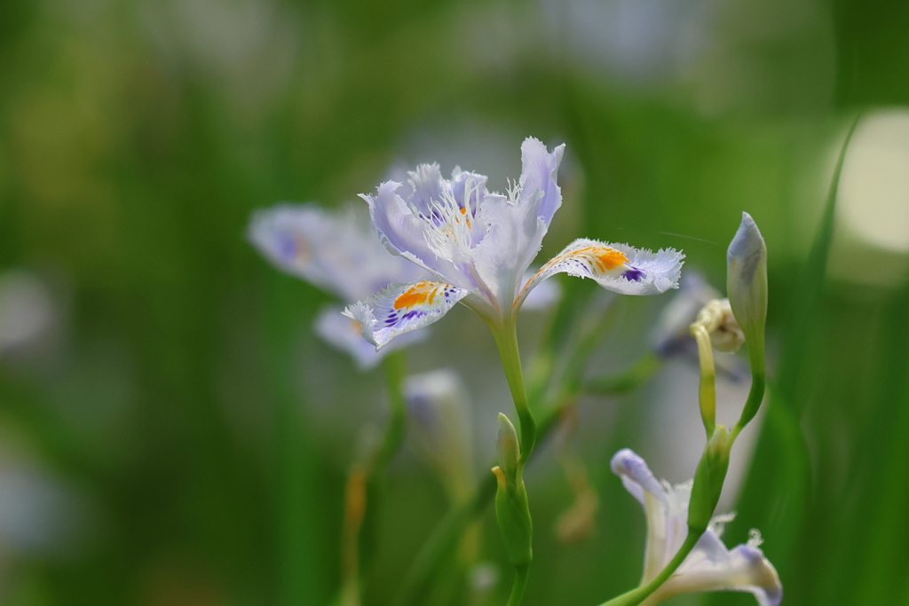 4月14日 大阪城公園 １