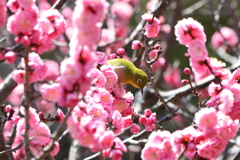 3月5日 岡本公園 29