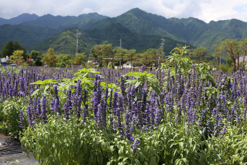 8月14日 安曇野ちひろ美術館 ３