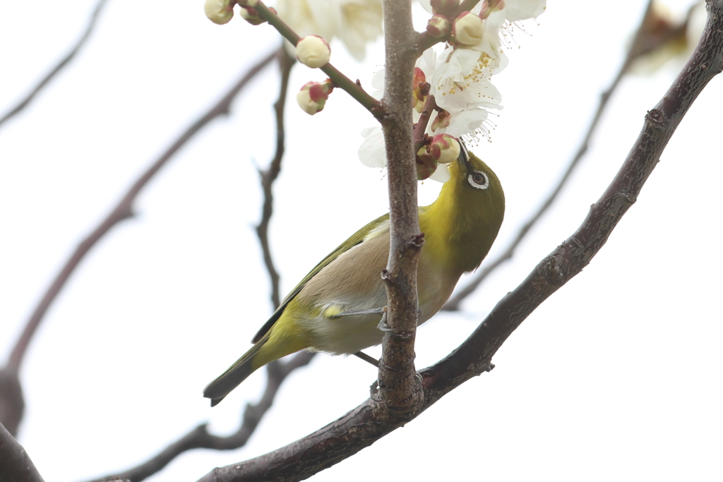 2月18日 大阪城公園 12