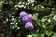 6月6日 須磨離宮公園 ４