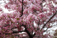 4月3日 岡本南公園 20