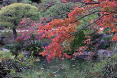 11月28日 相楽園 11