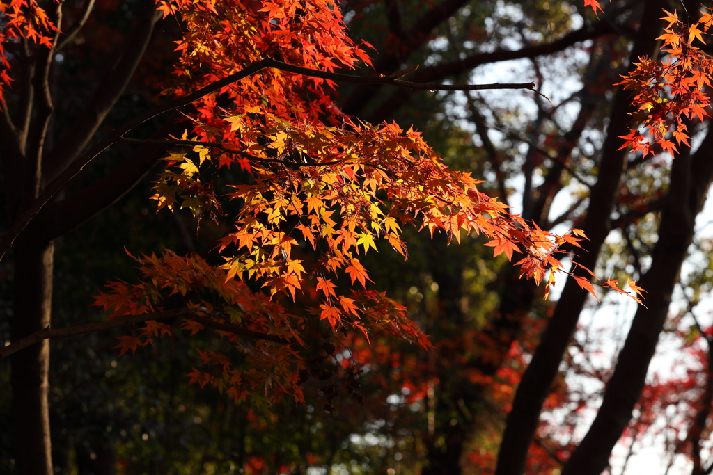 12月6日 須磨離宮公園 16