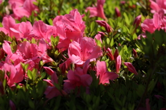 5月23日 相楽園 29