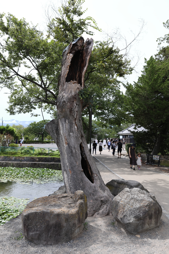 8月11日 松本 42