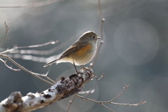 2月20日 明石公園 ７