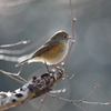 2月20日 明石公園 ７