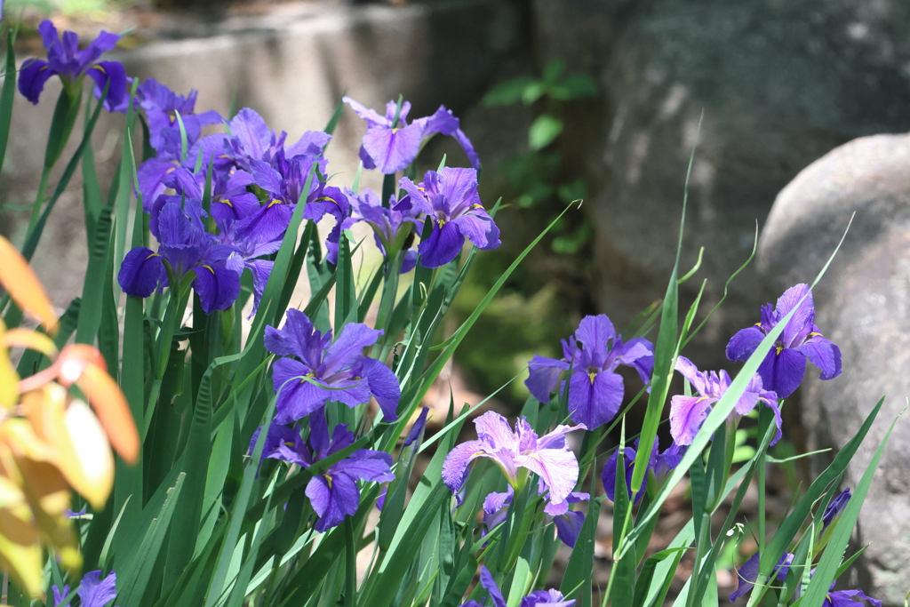 5月4日 大阪城公園 ７