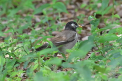 5月21日 明石公園 14