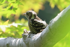6月2日 明石公園 34