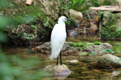 6月18日 夙川河川敷緑地 ４