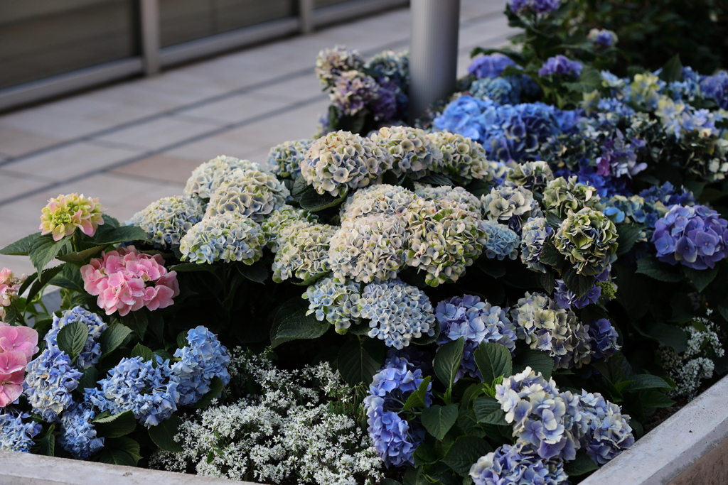 6月6日 天空の農園 17